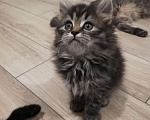 Кошки в Малмыже: Котенок от шотландской кошки, 500 руб. - фото 3