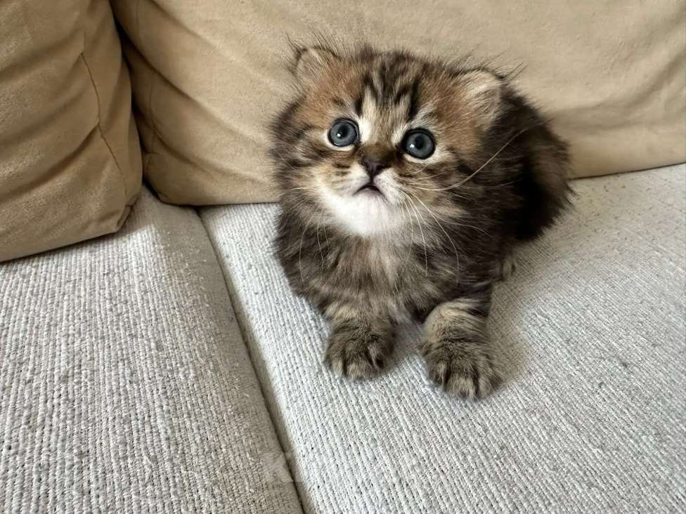 Кошки в Щелково: Шотландский вислоухий котёнок Мальчик, 20 000 руб. - фото 8