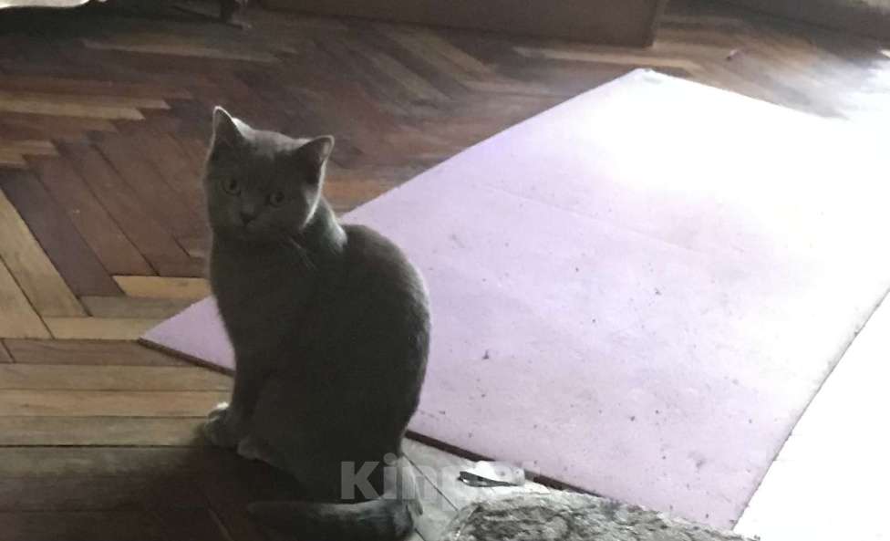 Кошки в Москве: Отдам в добрые руки срочно в связи с переездом) Девочка, Бесплатно - фото 2