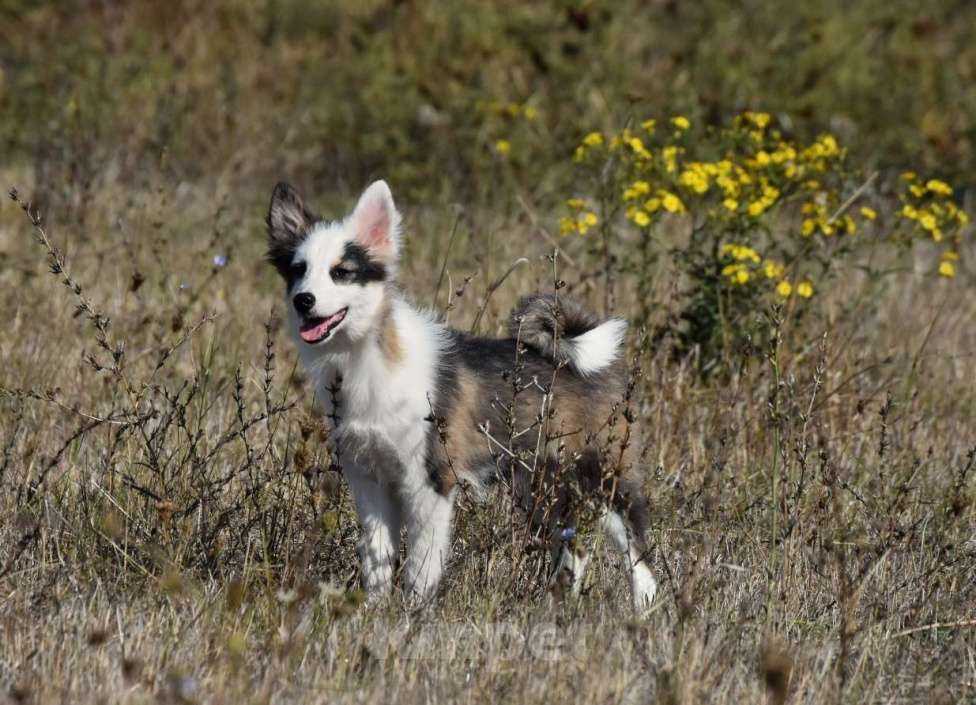 Собаки в Москве: Ненецкая оленегонная лайка. Сука Алекса. Девочка, 60 000 руб. - фото 7
