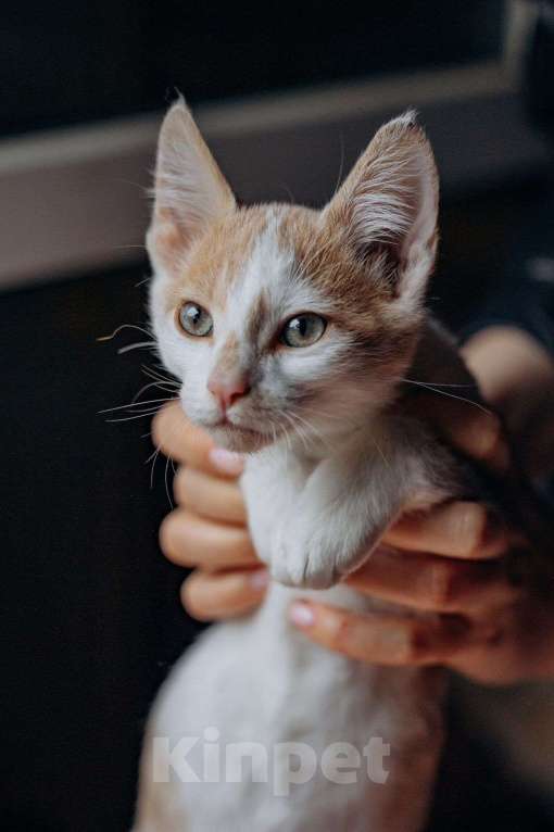 Кошки в Москве: Котята Симба и Пуфик ищут дом! Мальчик, Бесплатно - фото 8