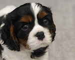 Собаки в Санкт-Петербурге: Звёздные малыши ,жемчужинки Питера. Мальчик, Бесплатно - фото 1