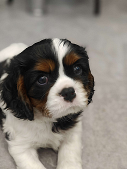 Звёздные малыши ,жемчужинки Питера.