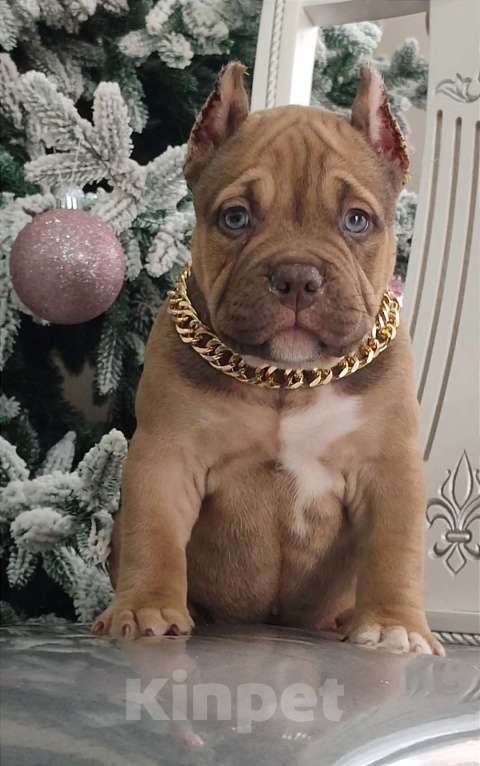 Собаки в других городах Краснодарского края: Щенки американского булли Девочка, 90 000 руб. - фото 2