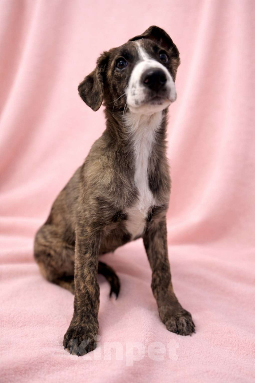 Собаки в Москве: Терри девочка в поисках дома Девочка, Бесплатно - фото 2