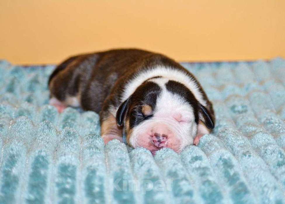 Собаки в Москве: Супер щенки амстафф Девочка, 60 000 руб. - фото 1