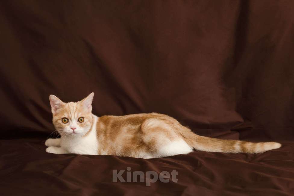 Кошки в Москве: Американский короткошерстный котенок. Мальчик, 65 000 руб. - фото 2