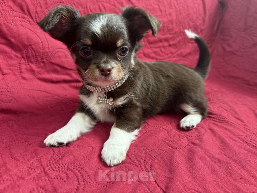 Собаки в других городах Московской области: Мальчик чихуахуа Грегори Мальчик, 50 000 руб. - фото 7