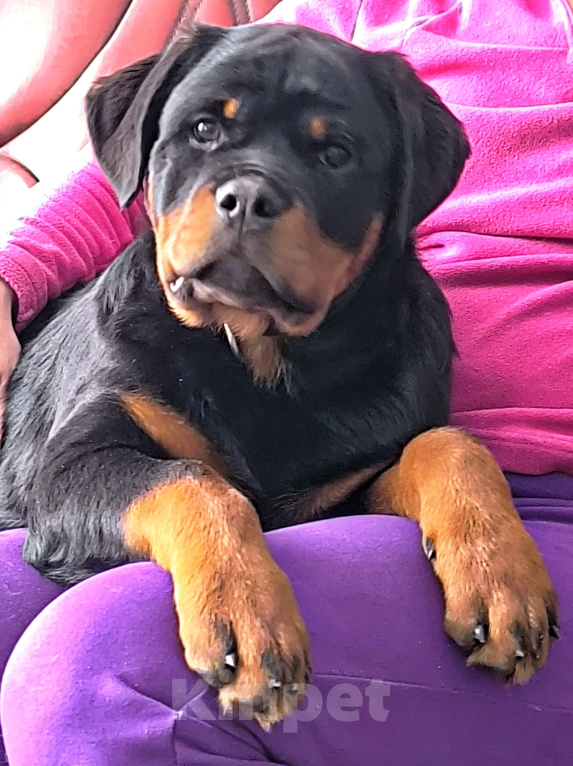 Собаки в Нижнем Новгороде: Ротвейлера девчуля 4мес Девочка, 90 000 руб. - фото 2