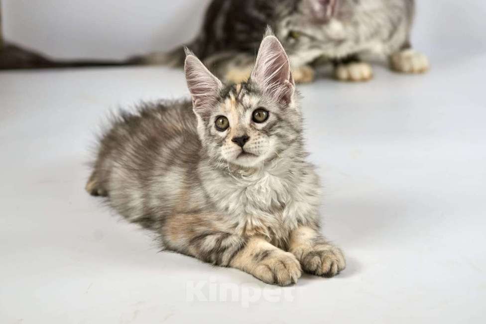 Кошки в Нижнем Новгороде: Котенок породы мейн-кун  Мальчик, Бесплатно - фото 1
