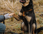 Собаки в Санкт-Петербурге: Юный Скаут из приюта в добрые руки Мальчик, Бесплатно - фото 9