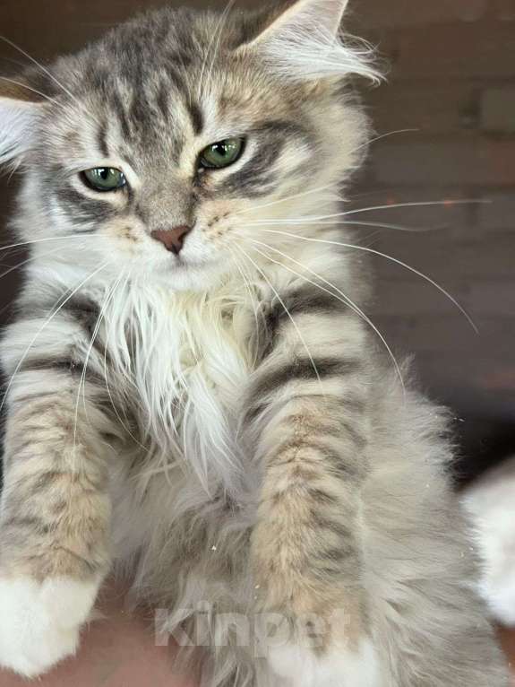 Кошки в Краснодаре: Шикарный котик с зелеными глазками Мальчик, 35 000 руб. - фото 3