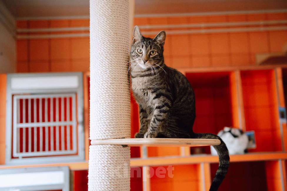 Кошки в других городах Московской области: Подарите Анчоусу дом! Мальчик, Бесплатно - фото 2