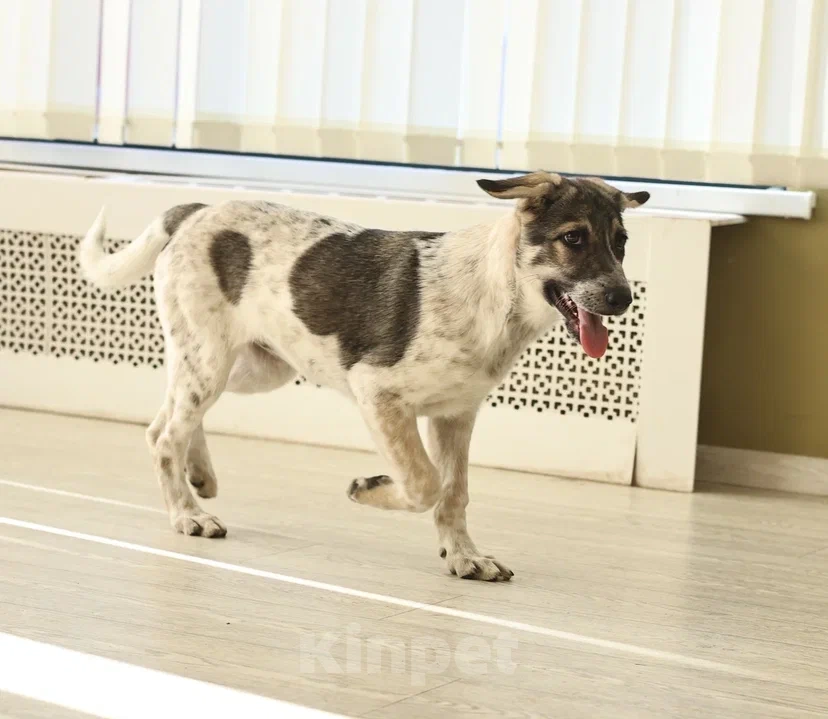 Собаки в Москве: Ищет семью скромная пятнистая девочка Девочка, Бесплатно - фото 2