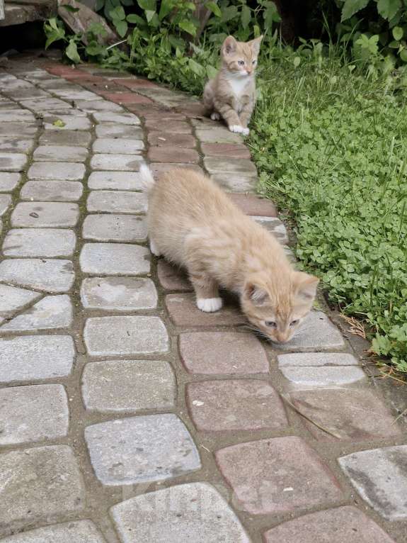 Кошки в других городах Ленинградской области: Брюс Мальчик, Бесплатно - фото 6