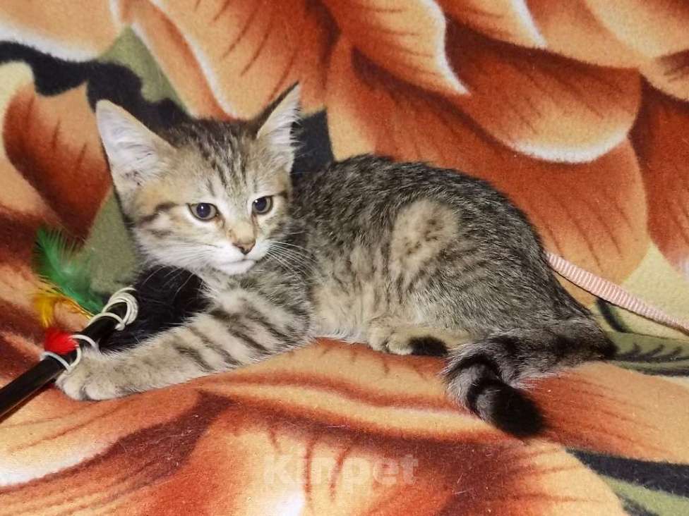 Кошки в Москве: Оцикет девочки (маленькие рыси) Девочка, 20 000 руб. - фото 8