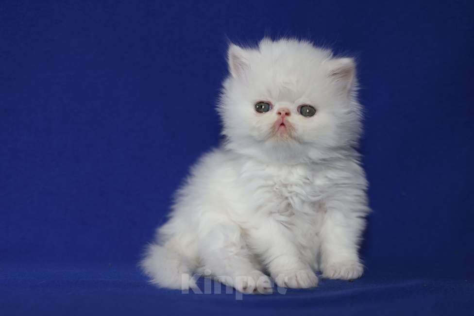 Кошки в Санкт-Петербурге: Продаю элитного белого персидского котенка мальчика Мальчик, Бесплатно - фото 2