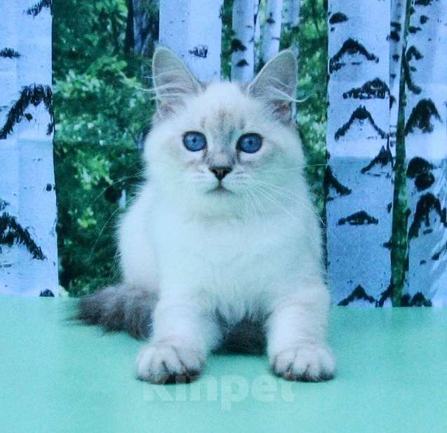 Кошки в Москве: Синеглазая принцесса Девочка, Бесплатно - фото 5