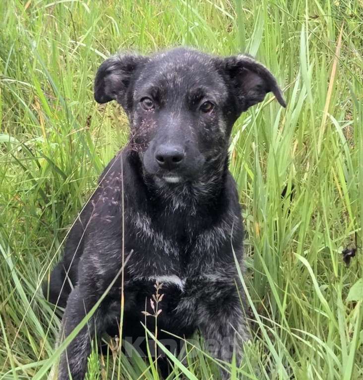 Собаки в Ногинске: Крупный щенок в добрые руки Девочка, Бесплатно - фото 2