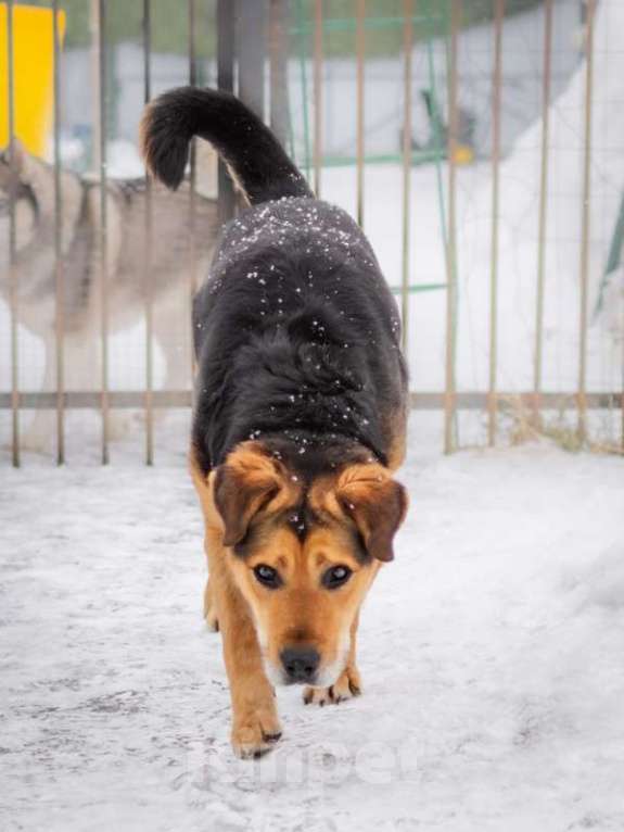 Собаки в Москве: Рона спасли от голодной смерти Мальчик, Бесплатно - фото 6