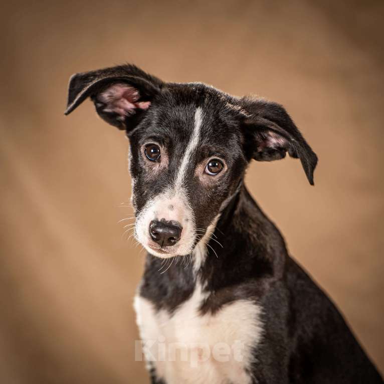 Собаки в Клине: Нуара — бойкая собачка Мальчик, Бесплатно - фото 7