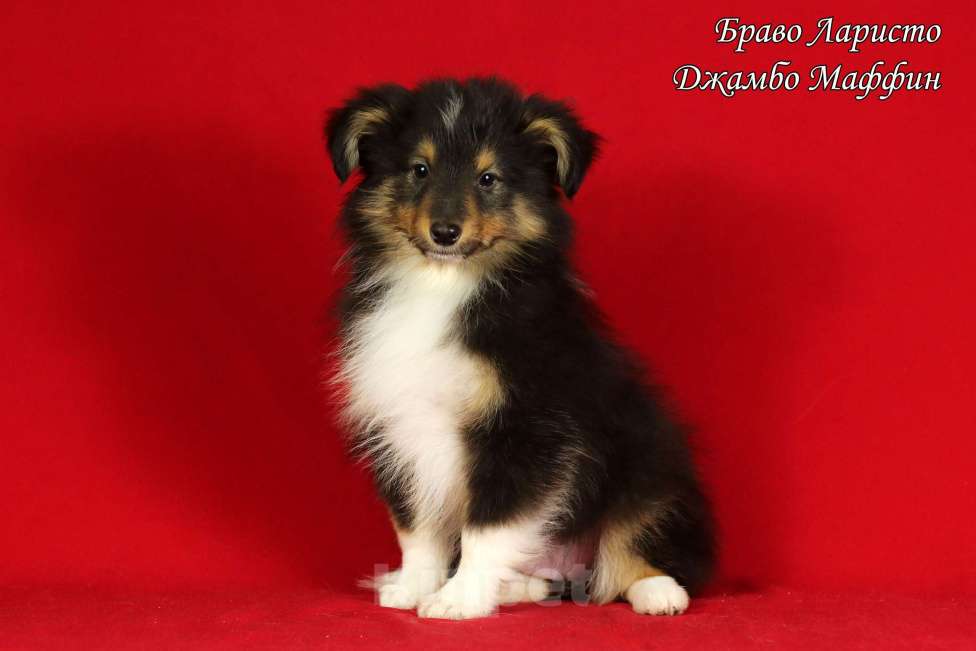 Собаки в Рязани: Щенки шелти. Девочка, Бесплатно - фото 9