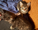 Кошки в Рязани: Котята Девочка, Бесплатно - фото 1