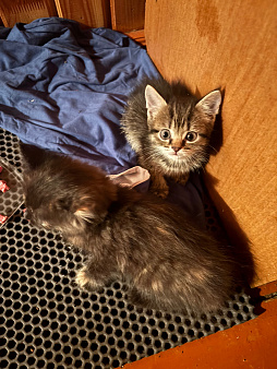Котята