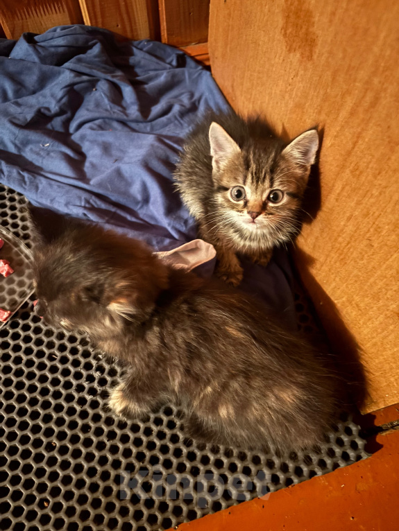 Кошки в Рязани: Котята Девочка, Бесплатно - фото 1