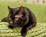 Кошки в Москве: Отважный смельчак кот Чернослив в добрые руки  Мальчик, Бесплатно - фото 5
