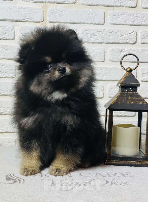 Собаки в Москве: Померанский шпиц  Мальчик, 40 000 руб. - фото 10