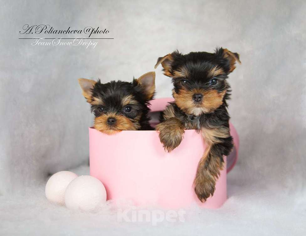 Собаки в Мытищах: Два брата Мальчик, Бесплатно - фото 1