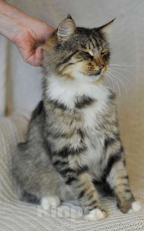 Кошки в Санкт-Петербурге: Рысь ждет своего Человека Мальчик, Бесплатно - фото 2