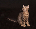 Кошки в Москве: Кузя полосатик, котенок 5 мес в добрые руки. Мальчик, Бесплатно - фото 7