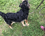 Собаки в Мещовске: Отдам собаку, Бесплатно - фото 6