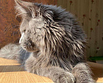 Кошки в Москве: Продажа котят Мальчик, 100 000 руб. - фото 3