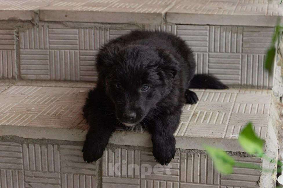 Собаки в Кашире: Альма: маленькое чудо, которое выжило вопреки всему 🐾 Девочка, Бесплатно - фото 3