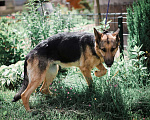 Собаки в Москве: Немецкая овчарка в дар, доброжелательная и умная Девочка, Бесплатно - фото 1