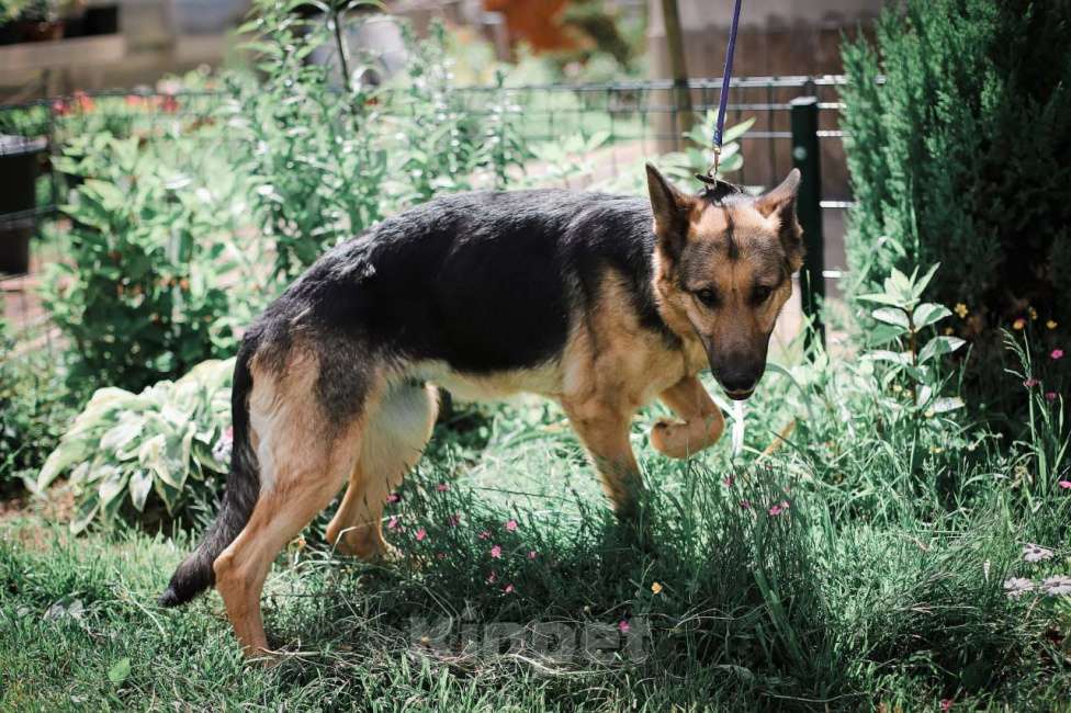 Собаки в Москве: Немецкая овчарка в дар, доброжелательная и умная Девочка, Бесплатно - фото 1