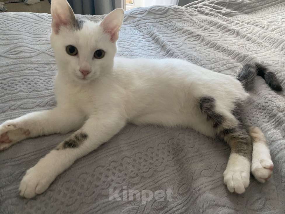 Кошки в Симферополе: Трехцветный котик ищет семью Мальчик, Бесплатно - фото 4