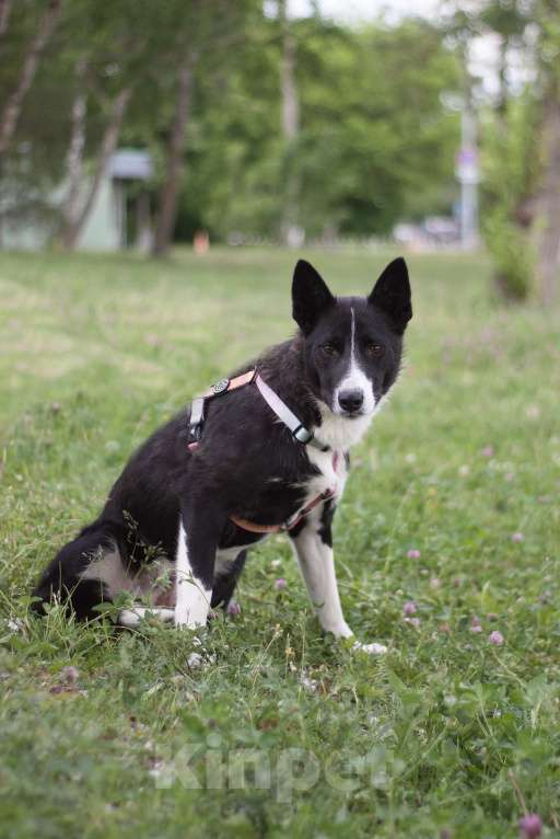 Собаки в Москве: Собака в добрые руки из приюта Девочка, Бесплатно - фото 3