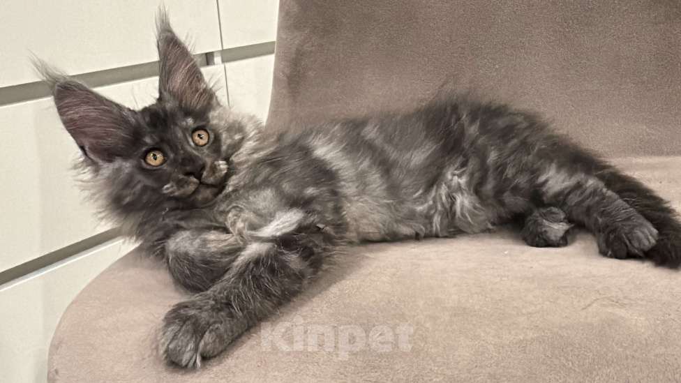 Кошки в других городах Московской области: Котик мейн кун, 2,5 месяца  Мальчик, 60 000 руб. - фото 4