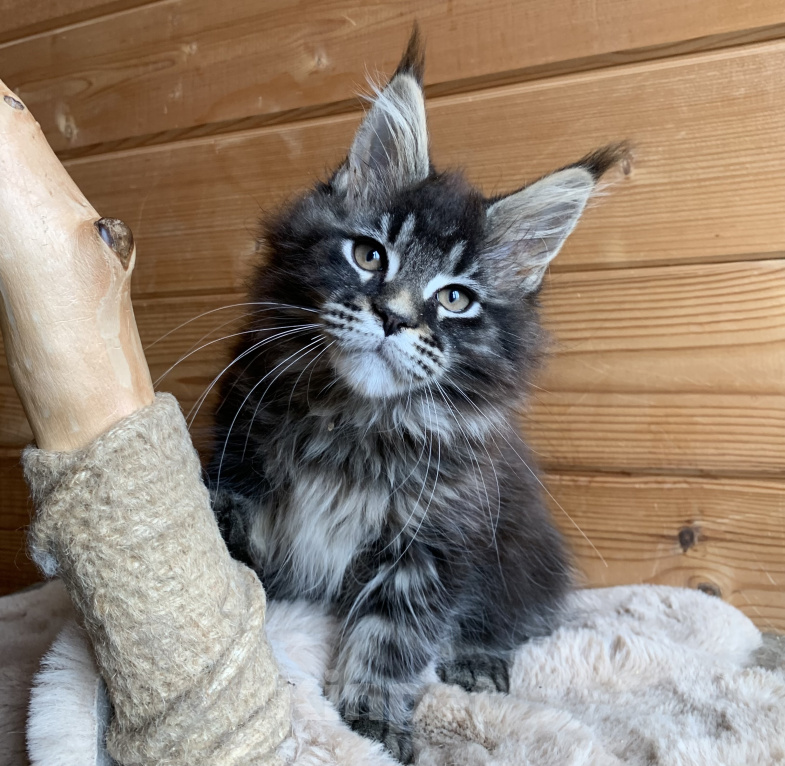 Кошки в других городах Ленинградской области: Котята мейн кун из питомника Nord-Westland Мальчик, 50 000 руб. - фото 10