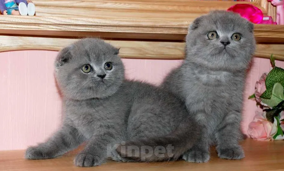 Кошки в Москве: Чистокровные шотландские котята Мальчик, 14 000 руб. - фото 3