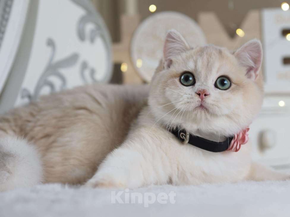 Кошки в Москве: Британский мальчик Финист Мальчик, 150 000 руб. - фото 5