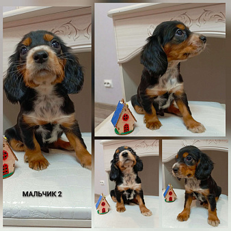 Русский охотничий спаниель щенок мальчик