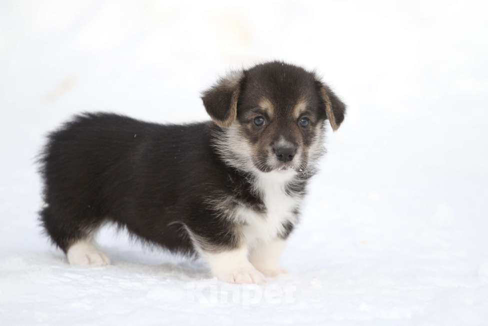 Собаки в Москве: Вельш корги пемброк Мальчик, 60 000 руб. - фото 5
