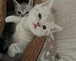 Кошки в Туле: Жду любимого хозяина Девочка, Бесплатно - фото 2