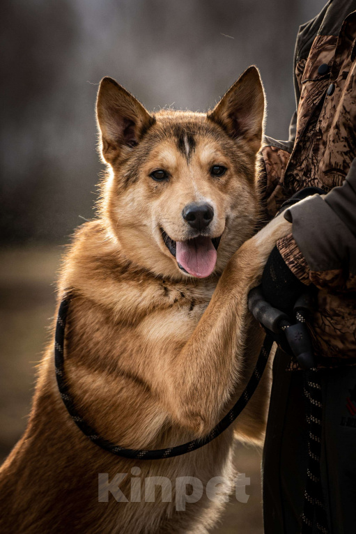 Собаки в Клине: Рико — пёс, созданный для людей Мальчик, Бесплатно - фото 3