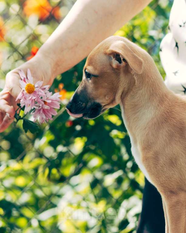 Собаки в Кубинке: Щенок уиппета Мальчик, Бесплатно - фото 6